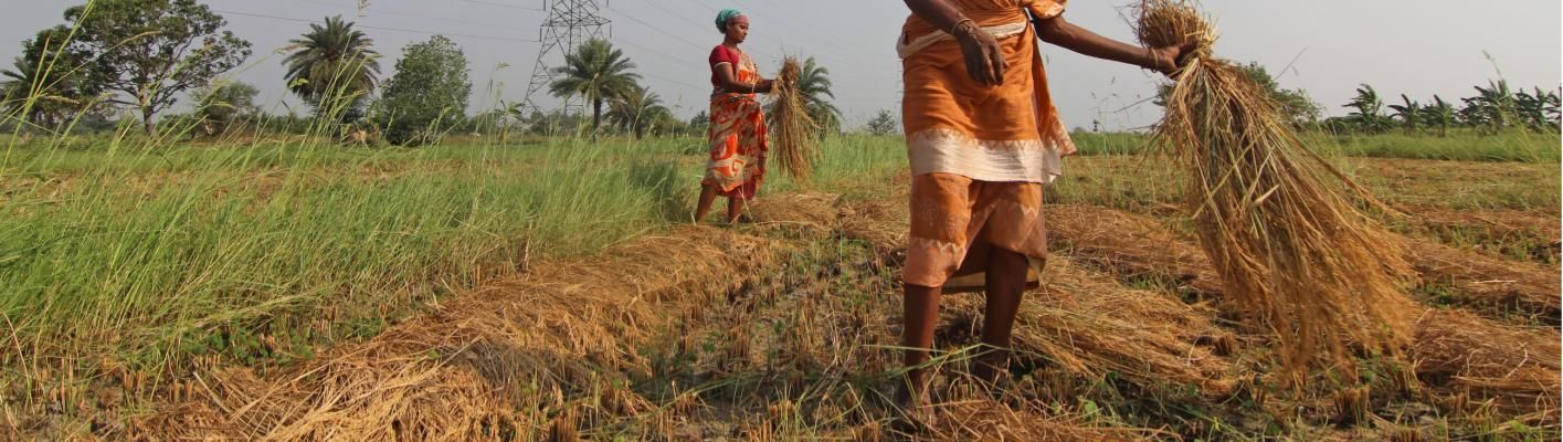 Farmers harvesting rice in a Bihar field